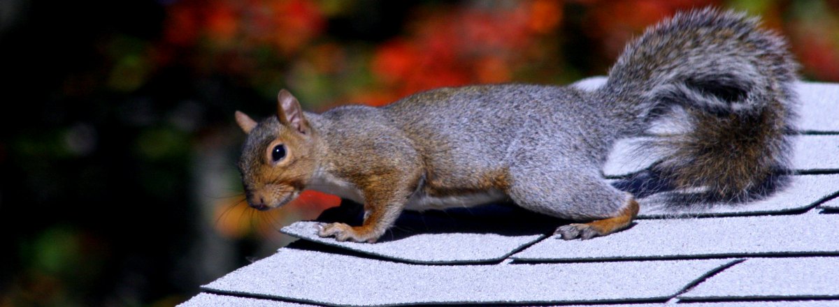squirrel on roof